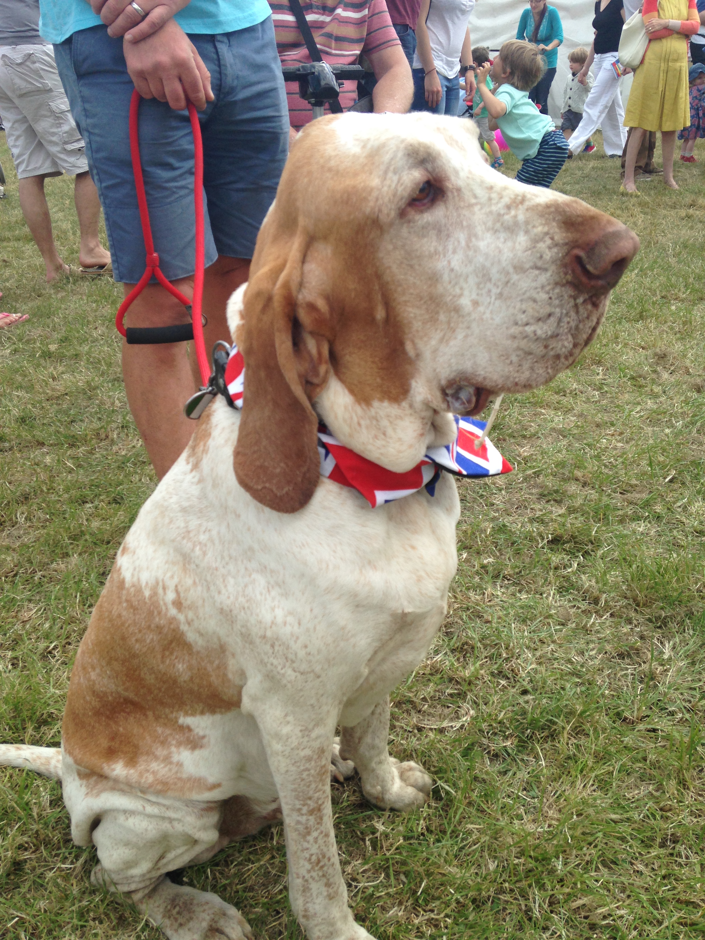 Waggy Wimbledon Dog Show Venue